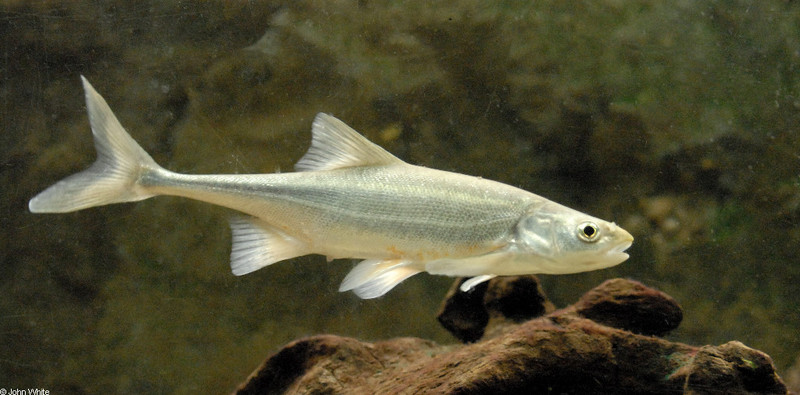 Boneytail Chub (Gila elegans); DISPLAY FULL IMAGE.