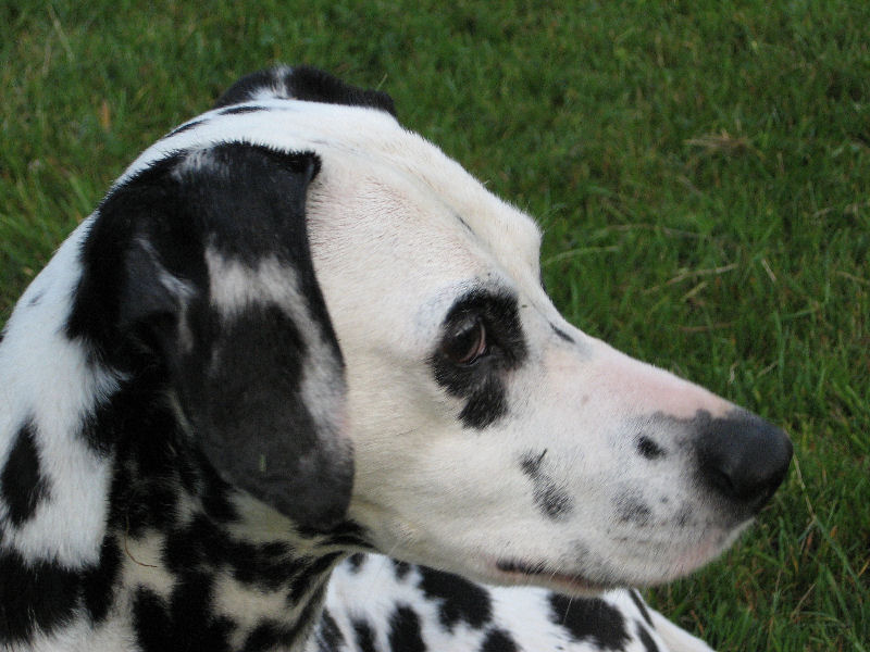 Sheila; DISPLAY FULL IMAGE.