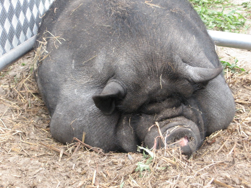 Circus; DISPLAY FULL IMAGE.