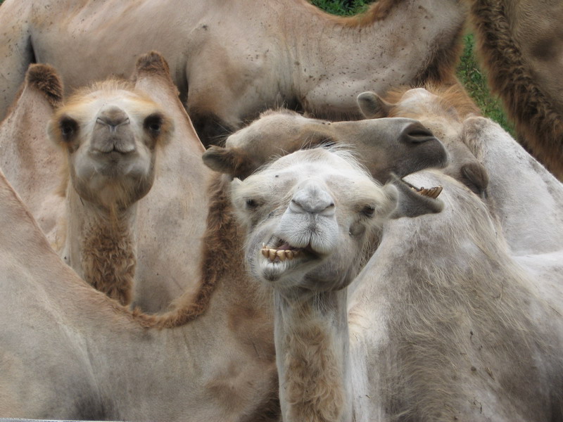 Circus; DISPLAY FULL IMAGE.