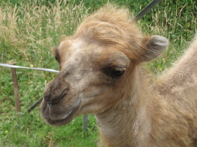 Circus; DISPLAY FULL IMAGE.