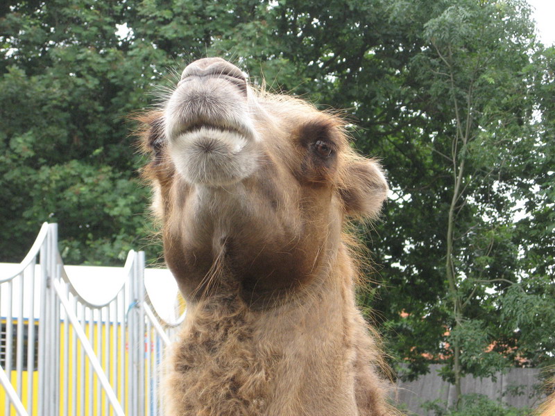 Circus; DISPLAY FULL IMAGE.