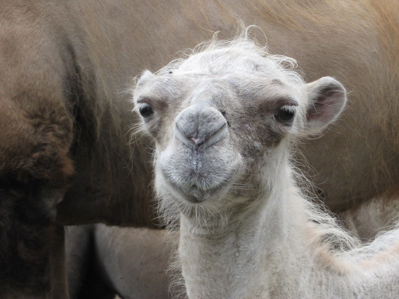 Circus; DISPLAY FULL IMAGE.