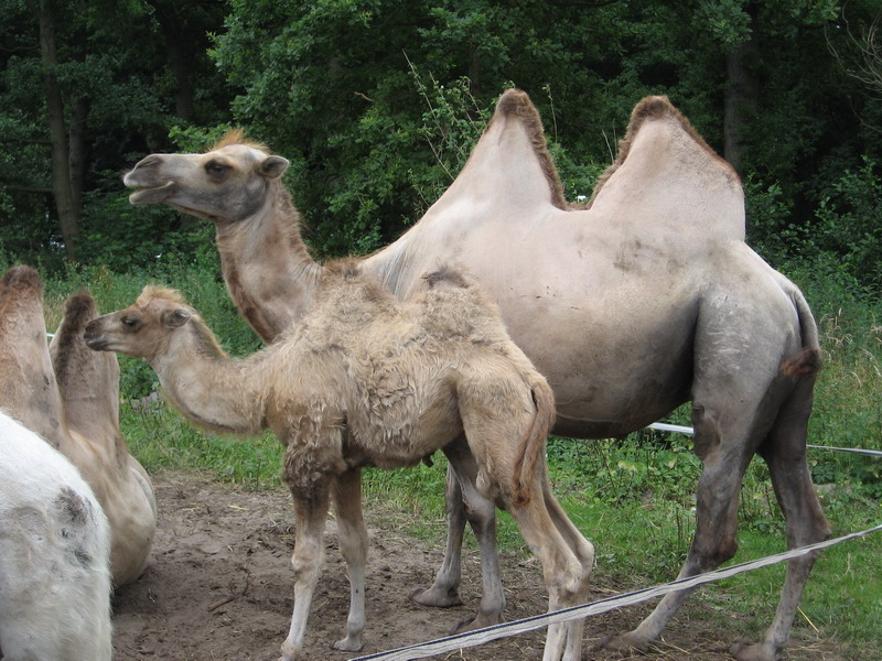 Circus; DISPLAY FULL IMAGE.