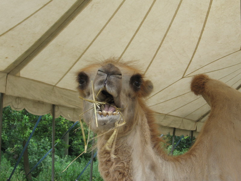 Circus; DISPLAY FULL IMAGE.