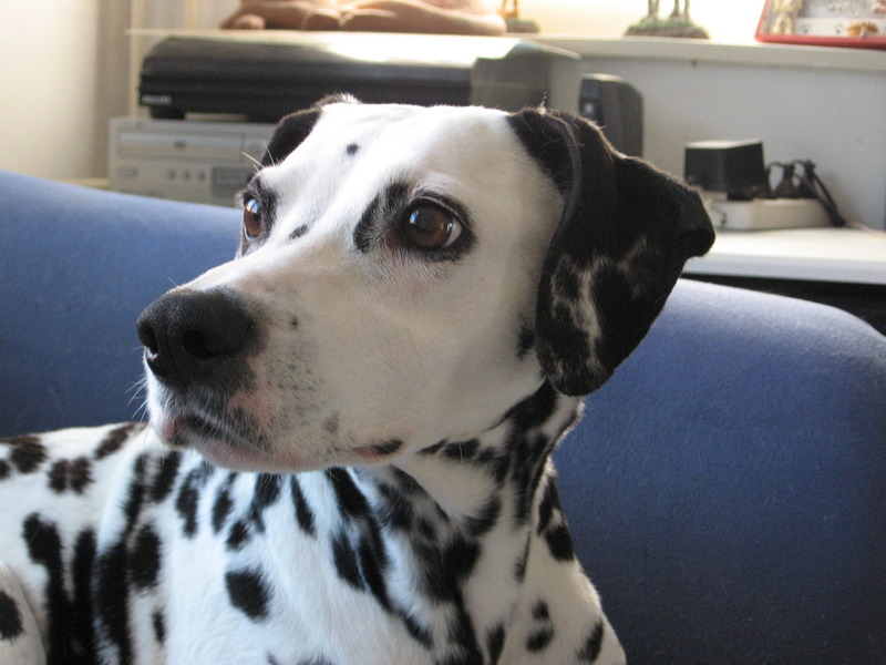 Sheila; DISPLAY FULL IMAGE.