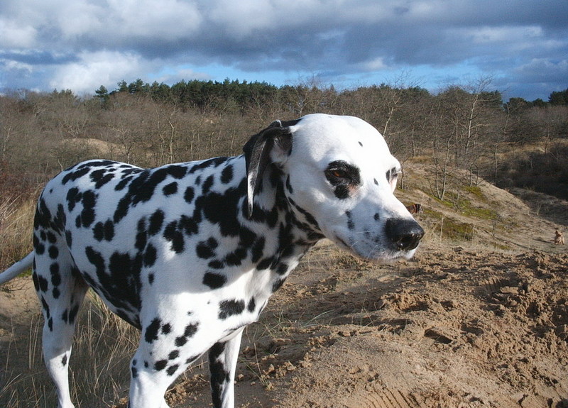 Sheila; DISPLAY FULL IMAGE.