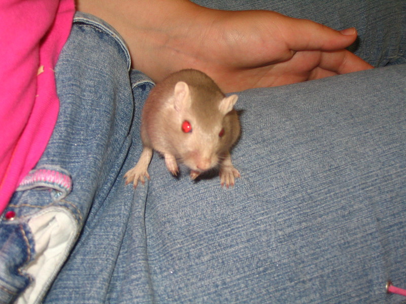 Gerbil; DISPLAY FULL IMAGE.