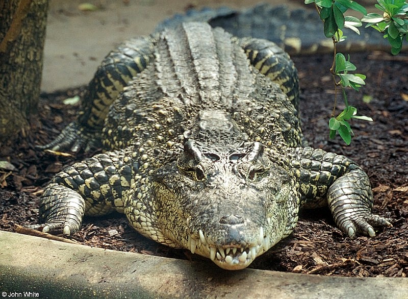 Some Crocodiles - cuban croc 602 - Cuban crocodile (Crocodylus rhombifer); DISPLAY FULL IMAGE.