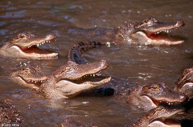 Some Gators - American alligator 0011; DISPLAY FULL IMAGE.