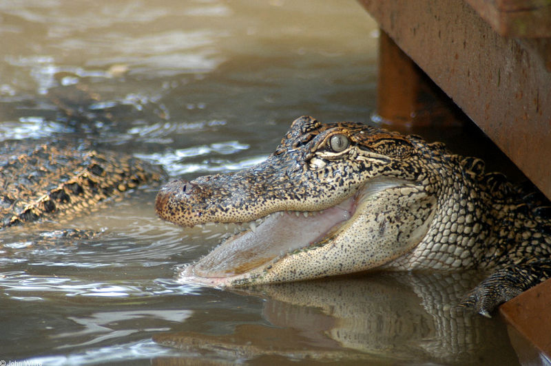 Some Gators - Arkansas_alligators 027; DISPLAY FULL IMAGE.