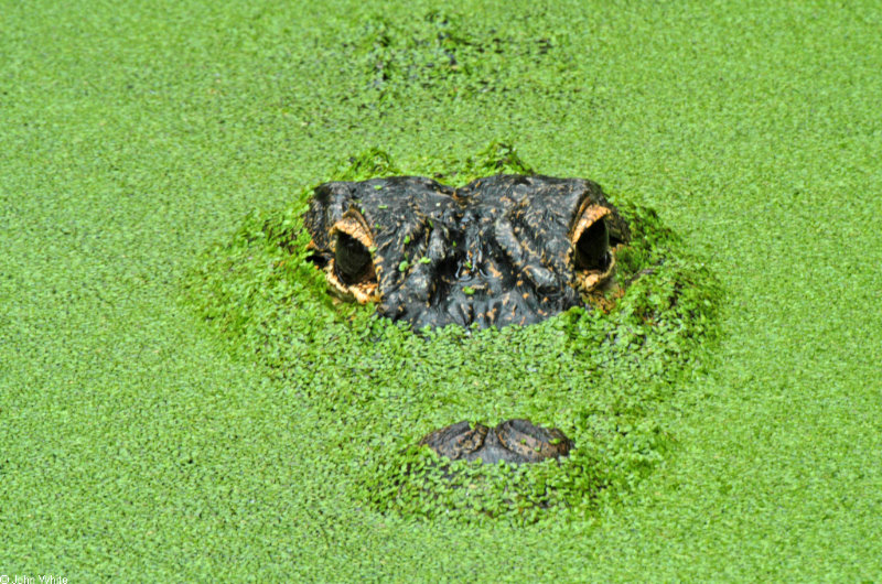 Some Gators - gator in duckweek800x600; DISPLAY FULL IMAGE.