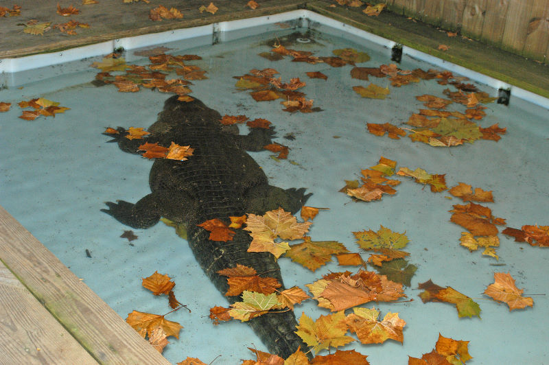 Some Gators - gator move nov 2004203; DISPLAY FULL IMAGE.