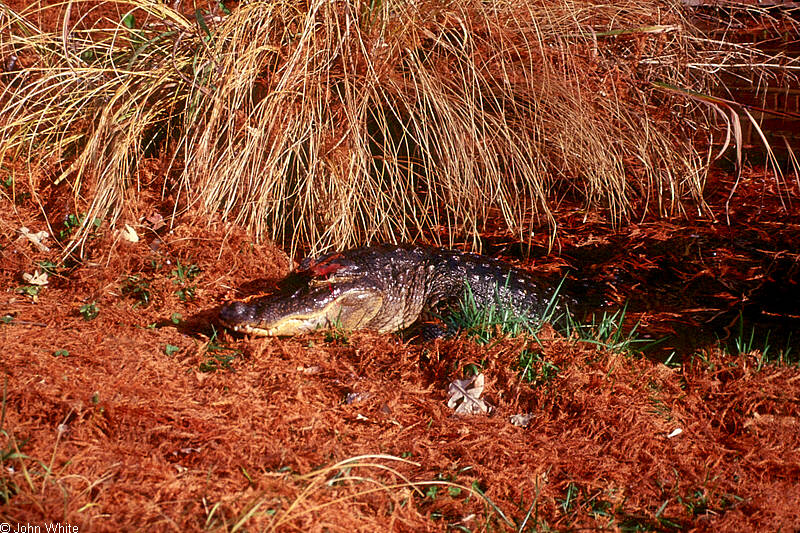 Some Gators - nov_gator006; DISPLAY FULL IMAGE.