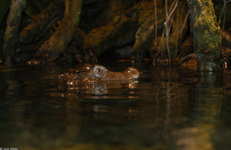 Some Caiman - Cuvier's Dwarf Caiman (Paleosuchus palpebrosus)002; DISPLAY FULL IMAGE.