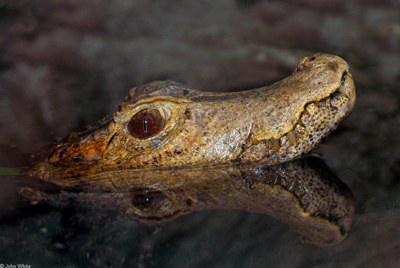 Some Caiman - Cuvier's Dwarf Caiman (Paleosuchus palpebrosus)10; DISPLAY FULL IMAGE.