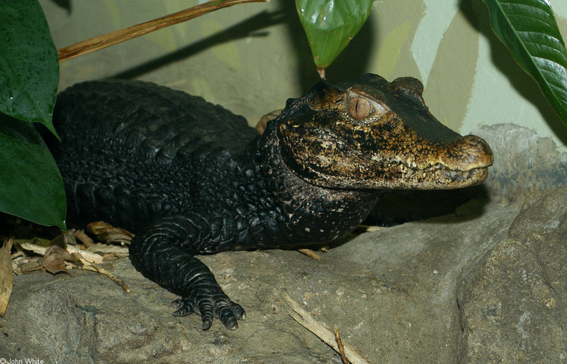 Some Caiman - Cuvier's Dwarf Caiman (Paleosuchus palpebrosus)3; DISPLAY FULL IMAGE.