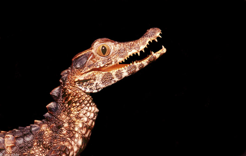 Some Caiman - Schneider's Dwarf Caiman (Paleosuchus trigonatus); DISPLAY FULL IMAGE.