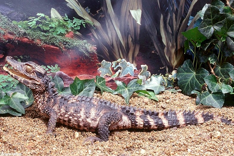 Some Caiman - Schneider's dwarf caiman (Paleosuchus trigonatus)1076; DISPLAY FULL IMAGE.