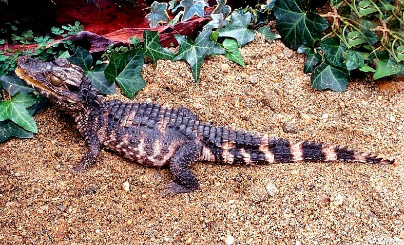 Some Caiman - Schneider's dwarf caiman (Paleosuchus trigonatus)1119; DISPLAY FULL IMAGE.