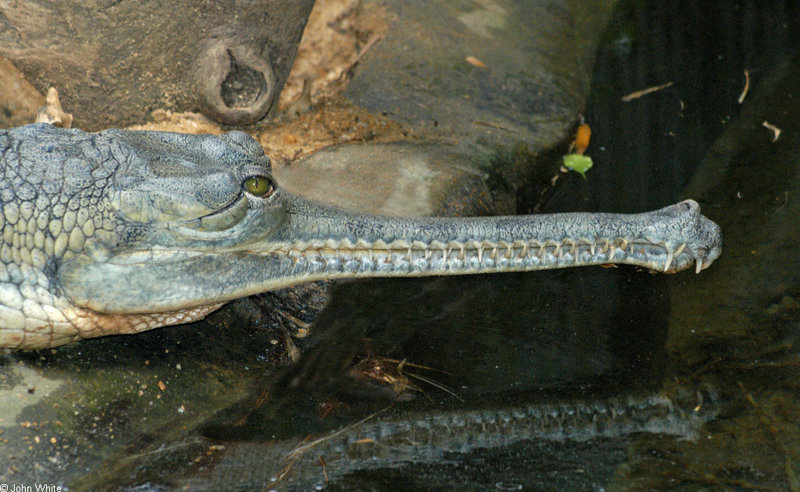 Some Gharials - Gharial  (Gavialis gangeticus); DISPLAY FULL IMAGE.