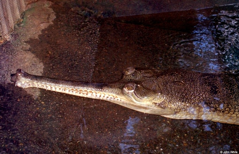 Some Gharials - Gharial (Gavialis gangeticus)1165; DISPLAY FULL IMAGE.
