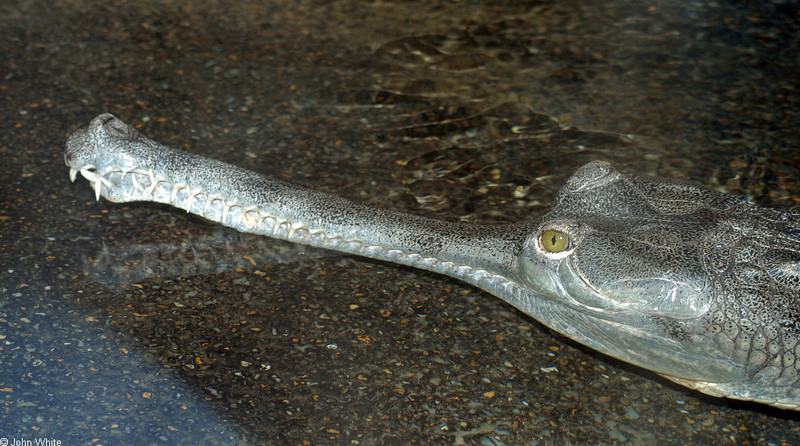 Some Gharials - gharial2; DISPLAY FULL IMAGE.