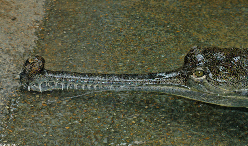 Some Gharials - gharial3; DISPLAY FULL IMAGE.
