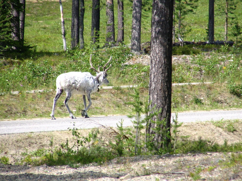 Animals; DISPLAY FULL IMAGE.