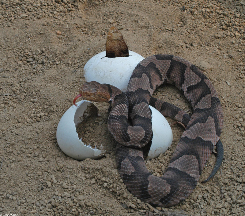 Unusual hatchlings; DISPLAY FULL IMAGE.