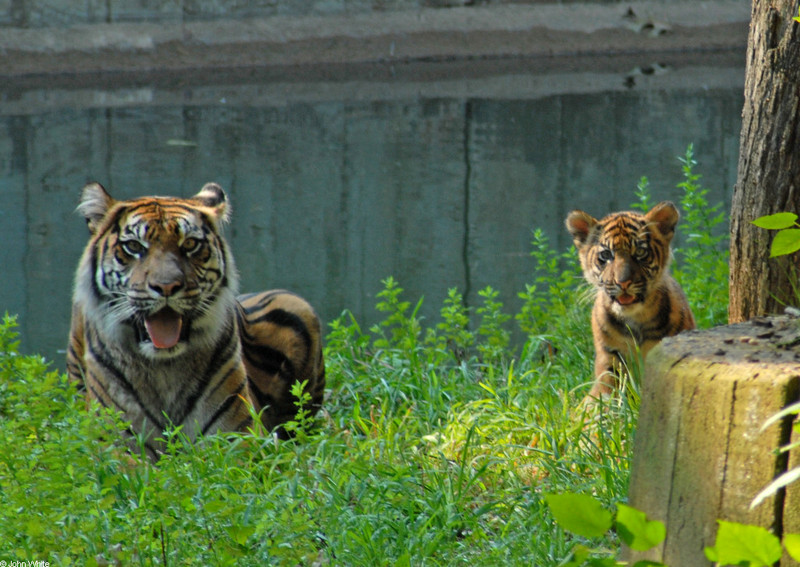 Tiger Cub - Sumatran Tiger (Panthera tigris sumatrae)001; DISPLAY FULL IMAGE.