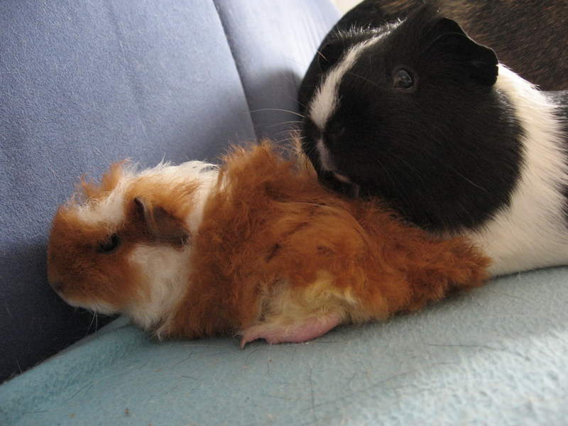 Daisy & Mandy; DISPLAY FULL IMAGE.