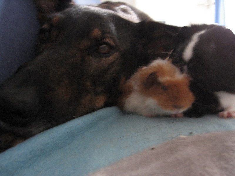 Kwinto, Daisy & Mandy; DISPLAY FULL IMAGE.