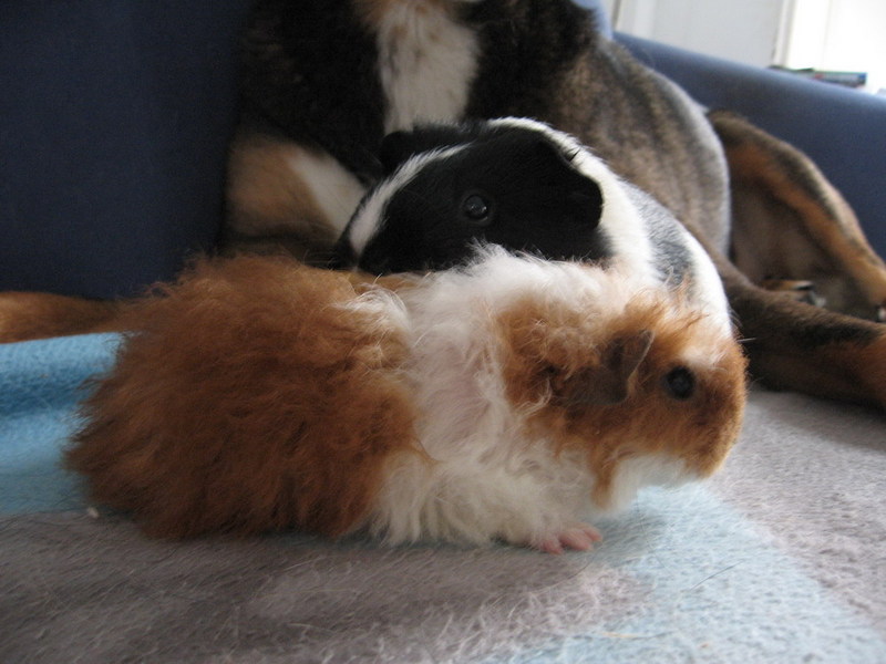 Daisy & Mandy; DISPLAY FULL IMAGE.