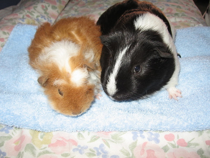 Daisy & Mandy; DISPLAY FULL IMAGE.