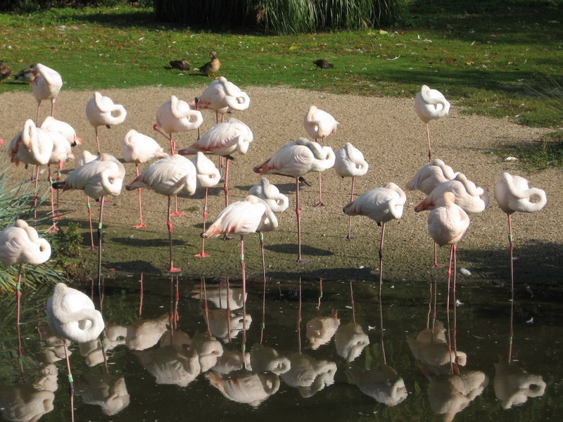 Blijdorp zoo, Rotterdam, Holland; DISPLAY FULL IMAGE.
