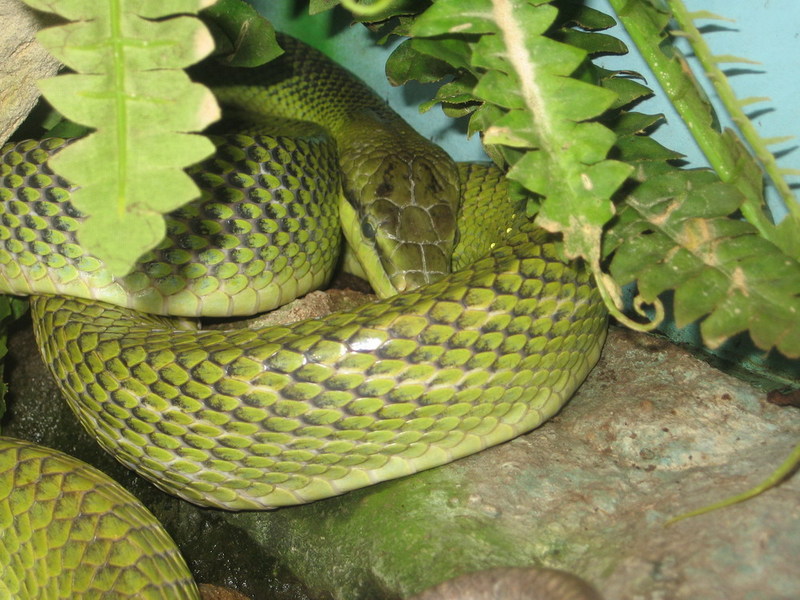 Blijdorp zoo, Rotterdam, Holland; DISPLAY FULL IMAGE.