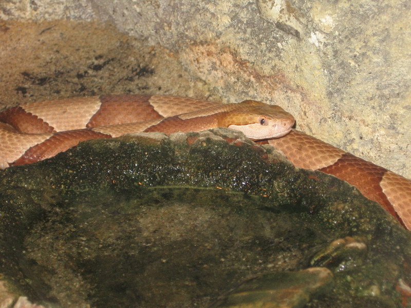 Blijdorp zoo, Rotterdam, Holland; DISPLAY FULL IMAGE.