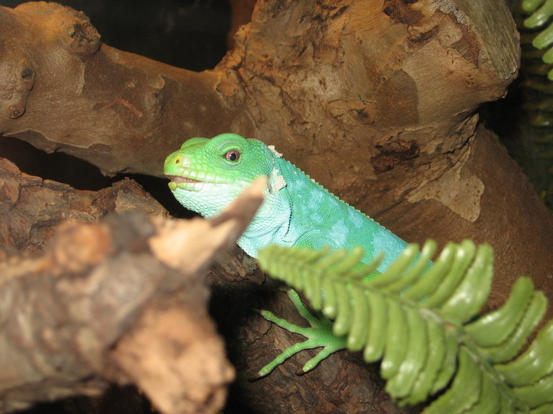 Blijdorp zoo, Rotterdam, Holland; DISPLAY FULL IMAGE.