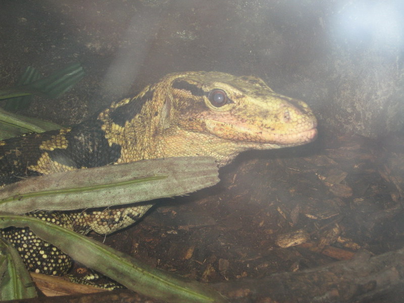 Blijdorp zoo, Rotterdam, Holland; DISPLAY FULL IMAGE.