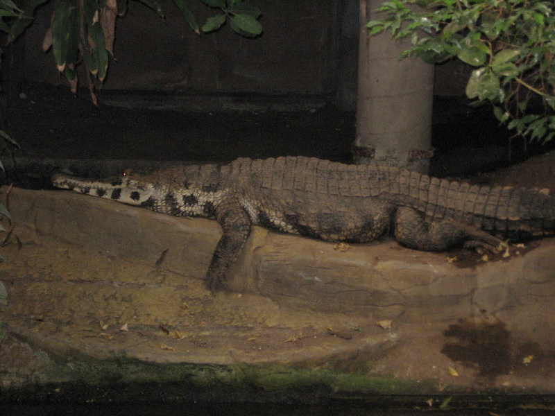 Blijdorp zoo, Rotterdam, Holland; DISPLAY FULL IMAGE.