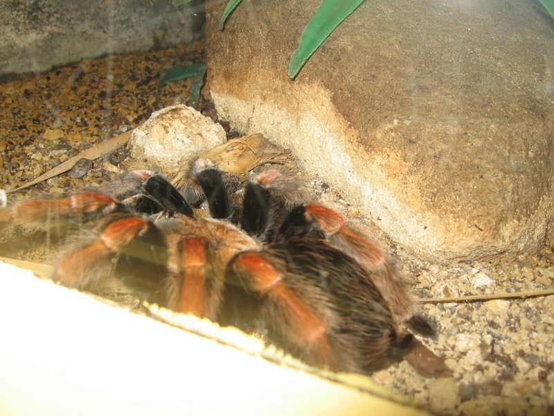 Blijdorp zoo, Rotterdam, Holland; DISPLAY FULL IMAGE.