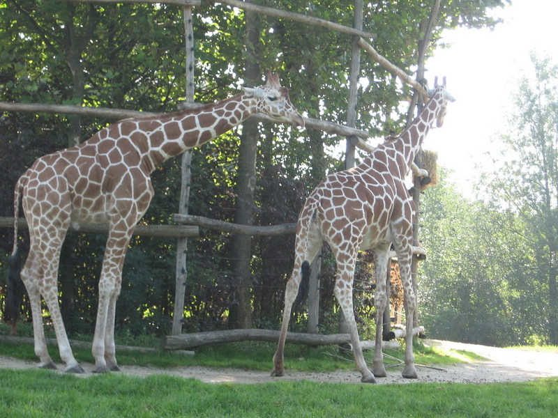 Blijdorp zoo, Rotterdam, Holland; DISPLAY FULL IMAGE.