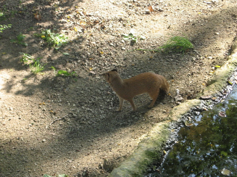 Blijdorp zoo, Rotterdam, Holland; DISPLAY FULL IMAGE.