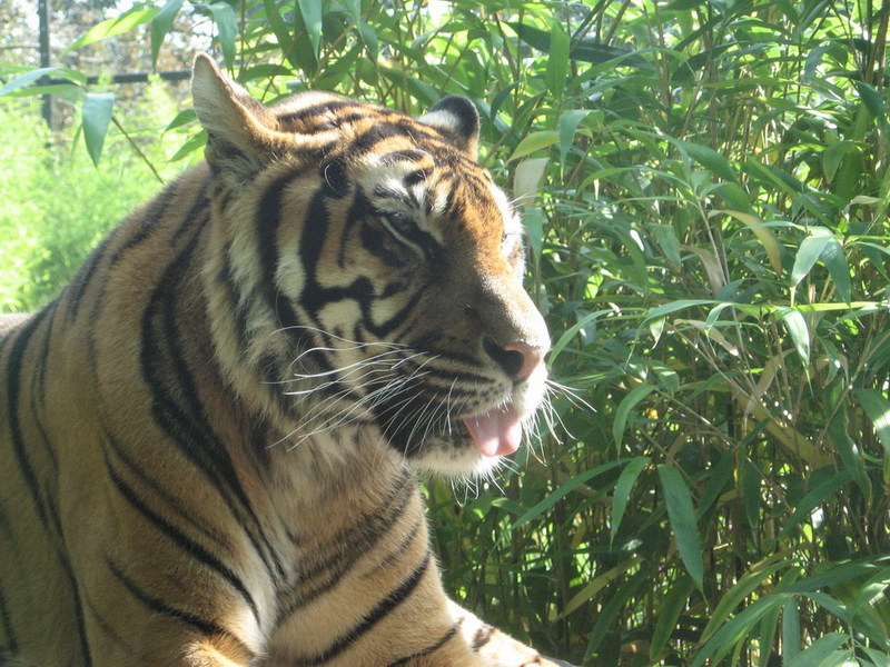Blijdorp zoo, Rotterdam, Holland; DISPLAY FULL IMAGE.