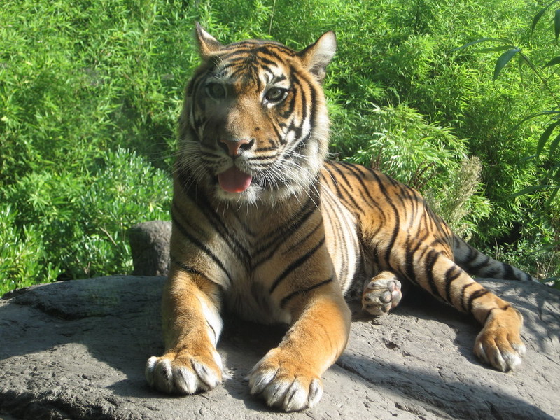 Blijdorp zoo, Rotterdam, Holland; DISPLAY FULL IMAGE.