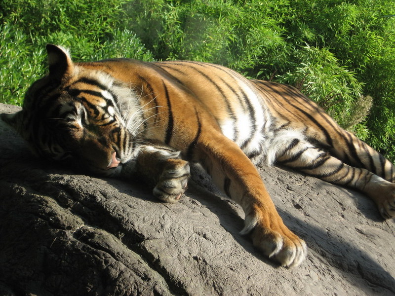 Blijdorp zoo, Rotterdam, Holland; DISPLAY FULL IMAGE.