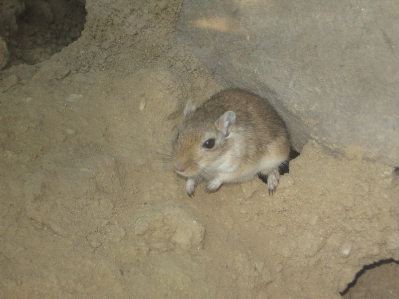 Blijdorp zoo, Rotterdam, Holland; DISPLAY FULL IMAGE.