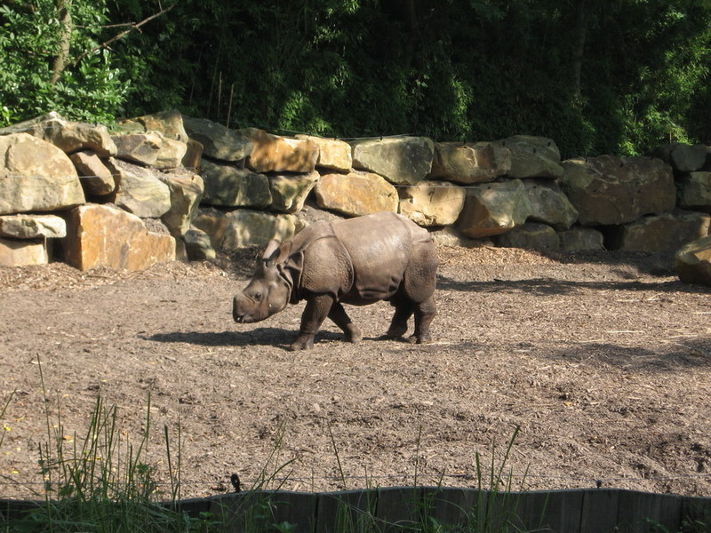 Blijdorp zoo, Rotterdam, Holland; DISPLAY FULL IMAGE.
