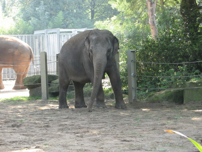 Blijdorp zoo, Rotterdam, Holland; DISPLAY FULL IMAGE.